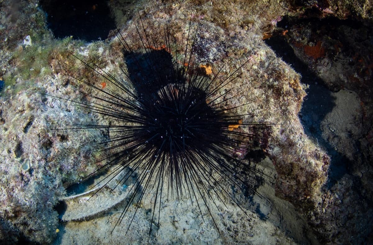 Denizin altındaki dünya Karaburun'da keşfediliyor