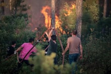 Vatandaşlar "Yeşil Vatan için biz de hazırız" mesajıyla CİMER'e başvurdu