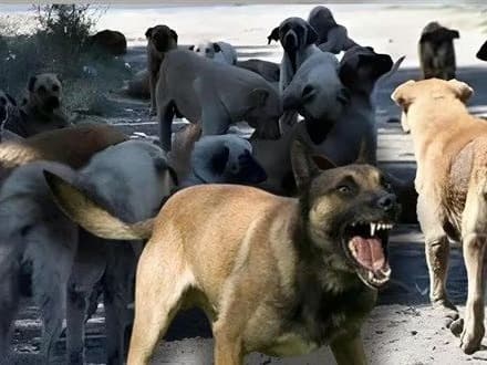 Sahipsiz Hayvanları Koruma Birliği kuruluyor