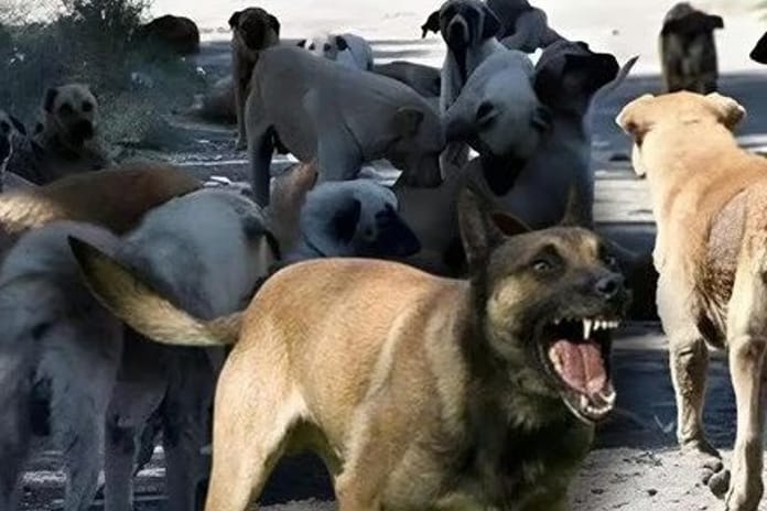 Burdur ve Bolu'da Sahipsiz Hayvanları Koruma Birliği kuruluyor