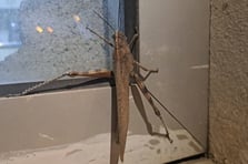 İlk bakışta kuş sandı: Dev çekirge görenleri hayrete düşürdü 