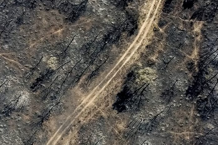 İspanya'da orman yangınları 407 bin hektarı kül etti