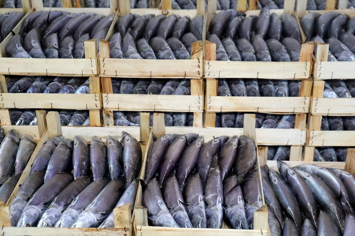 Sakarya'da balıkçıların palamut mesaisi görüntülendi