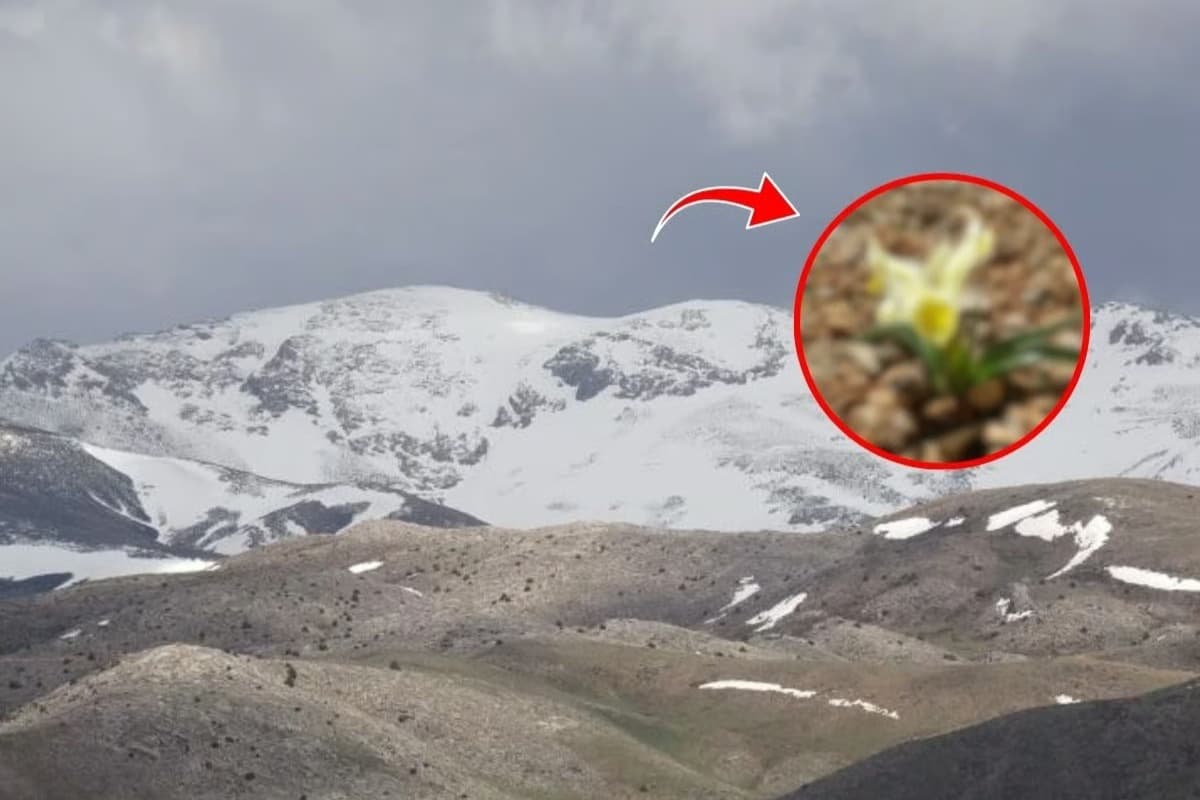 Sakın dokunmayın, servet değerinde: 699 bin TL ceza!