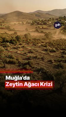 Muğla'da zeytin ağacı krizi