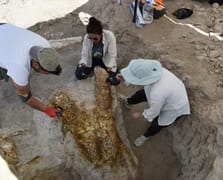 Kayseri'de 7,7 milyon yıllık üç fil kafatası bulundu