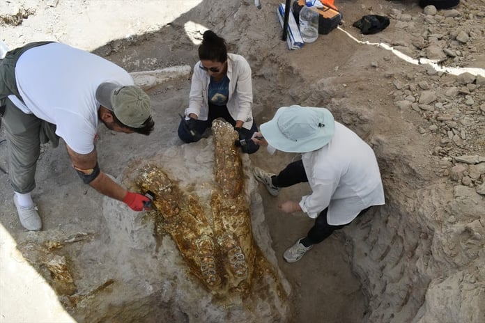 Kayseri'de 7,7 milyon yıllık üç fil kafatası bulundu