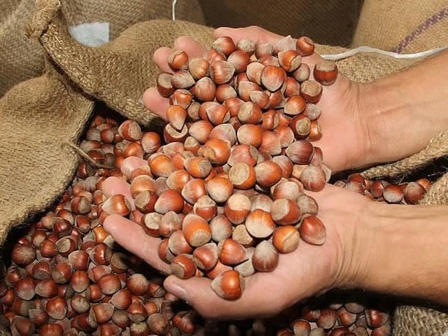 Fındıkta Tarım Kredi'den rekor fiyat hamlesi
