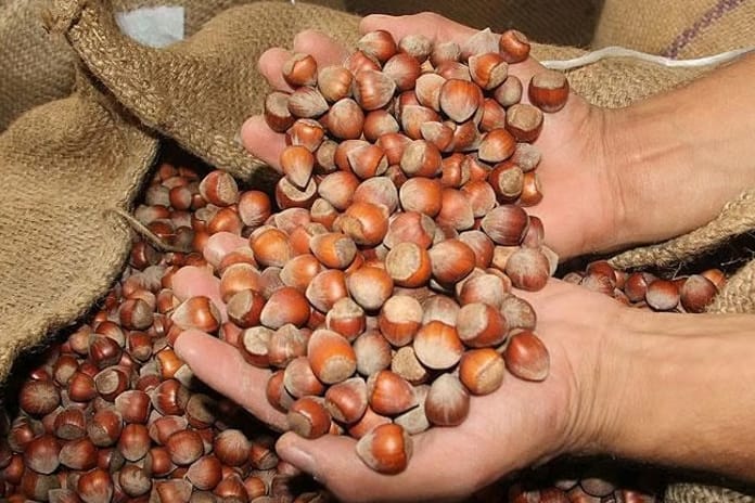 Tarım Kredi'den üreticiye destek hamlesi: Fındıkta en yüksek alım fiyatı açıklandı