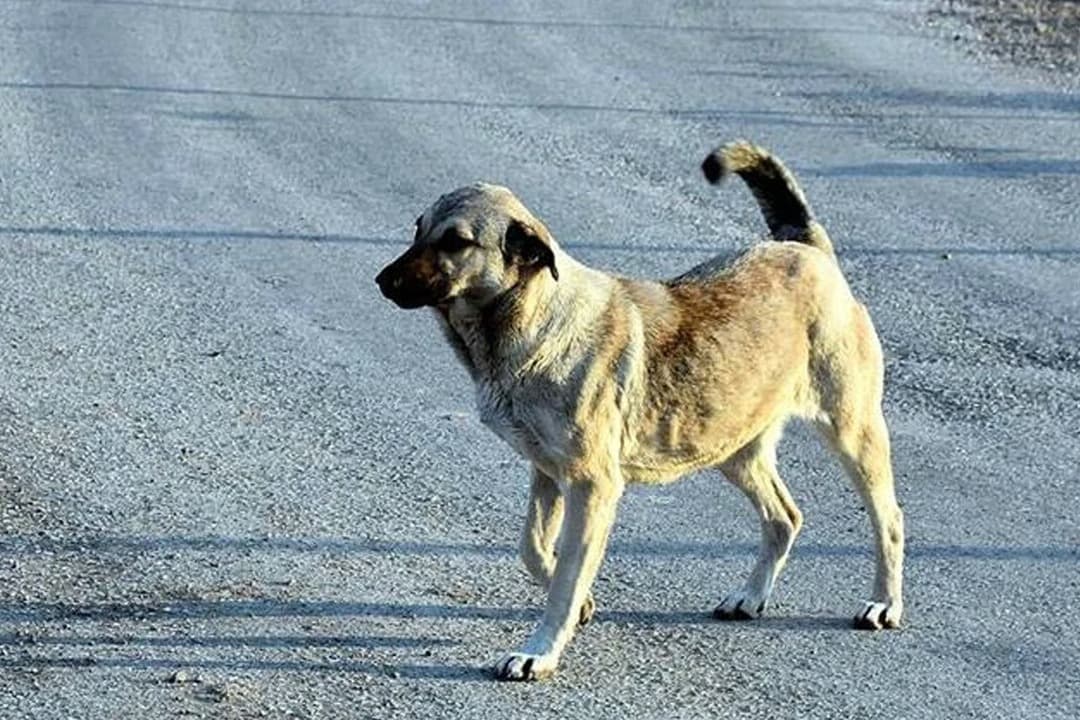 Konya'da başıboş dolaşan sahipli köpek deşet saçtı