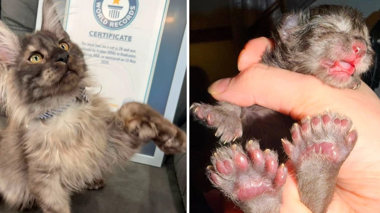 29 parmaklı kedi 24 yıllık Guinness rekorunu kırdı