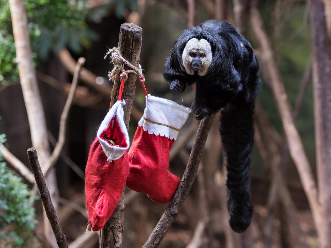 London Zoo’da maymunlara Noel sürprizi
