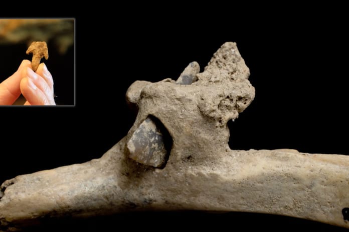 4000 yıllık kaburgaya saplanmış ok ucu bulundu