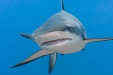 Karayipler’de kokain bağımlısı köpekbalıkları alarmı verildi