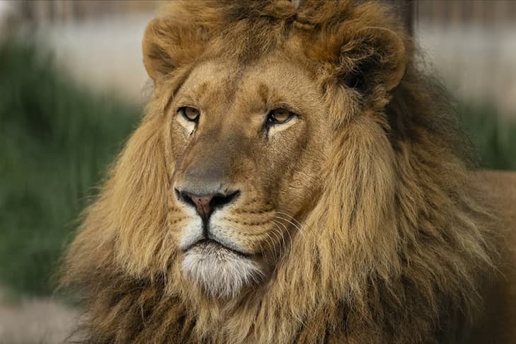 Firari aslan "Zeus" itlaf oldu