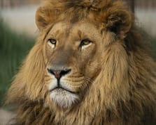 Hayvanat bahçesinden kaçan aslan itlaf edildi, Valilik soruşturma başlattı