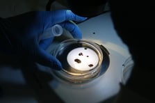 Kene kabusuna karşı doğal kalkan