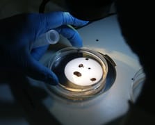 Kene kabusuna karşı doğal kalkan