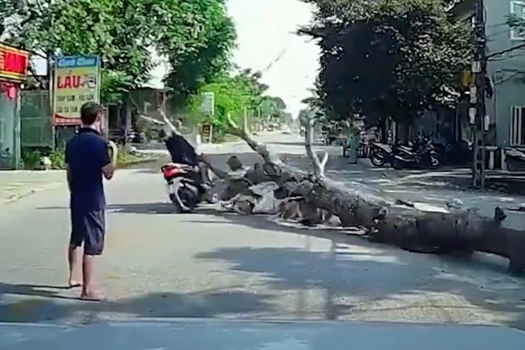 Vietnam'da kesilen maun ağacı motosikletlinin üzerine yıkıldı