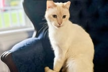 ABD'de 7 yıl önce kaybolan kedi sahibine teslim edildi
