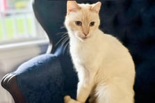 ABD'de 7 yıl önce kaybolan kedi sahibine teslim edildi