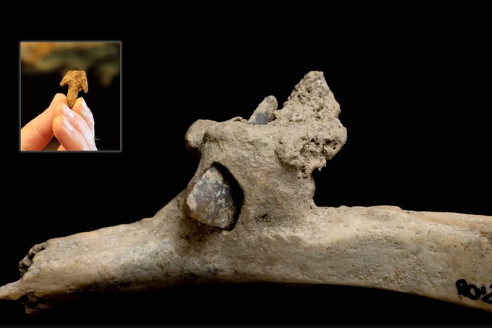 4000 yıllık kaburgaya saplanmış ok ucu bulundu