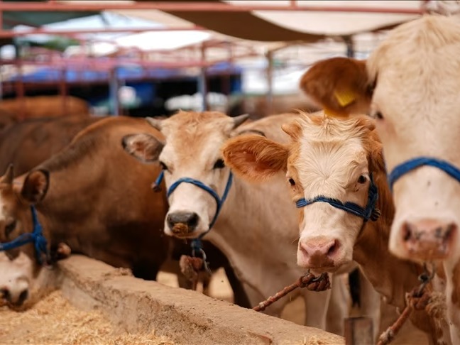 Türkiye'de şap hastalığıyla mücadele için seferberlik başlatıldı