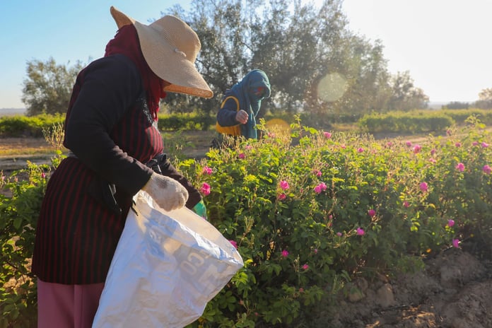 50 derecelik sıcaklık bitkiyi zorluyor