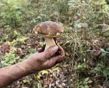 Sinop'ta doğal gelir kaynağı: Fesleğen mantarı bölge halkına ek gelir sağlıyor