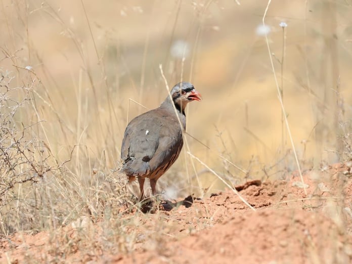 Kene ile mücadelede etkin silah keklik!