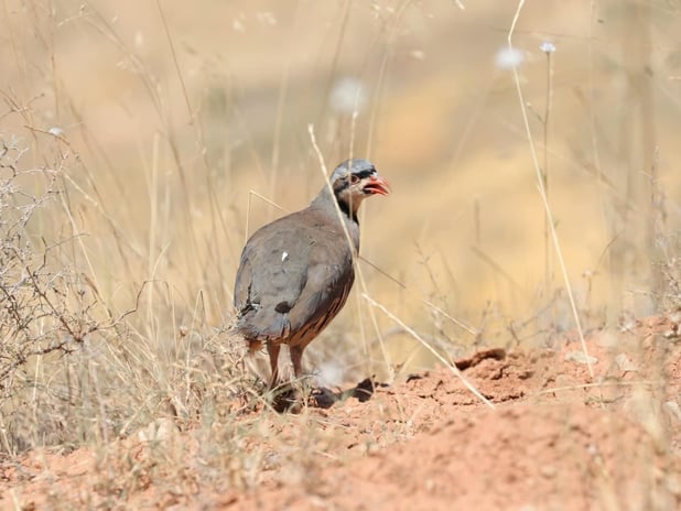 Kene ile mücadelede etkin silah keklik!