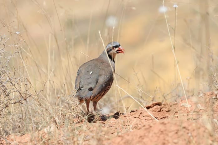Kene ile mücadelede etkin silah keklik!