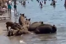 Başıboş yaban domuzları sahile inerek denize girdi