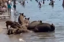 Başıboş yaban domuzları sahile inerek denize girdi