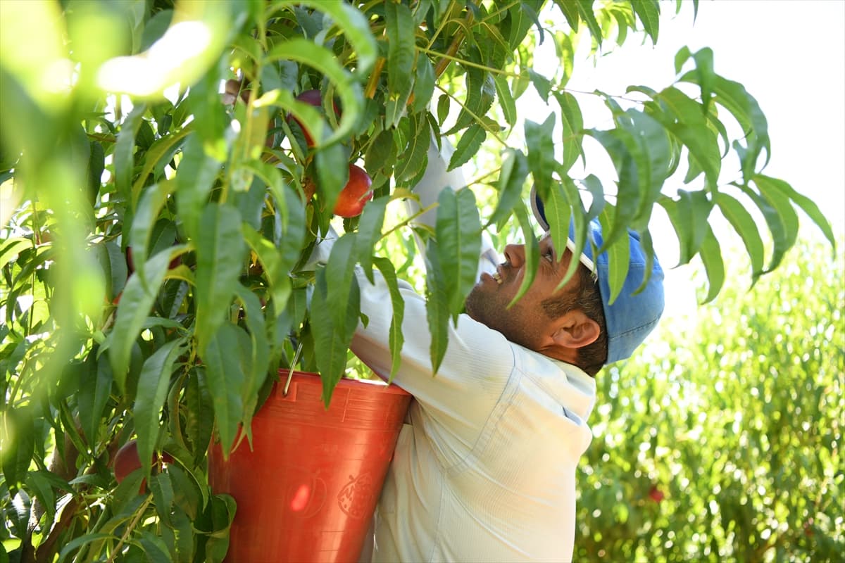 Coğrafi işaretli Lapseki şeftalisinde 70 ton civarı ihracat hedefleniyor