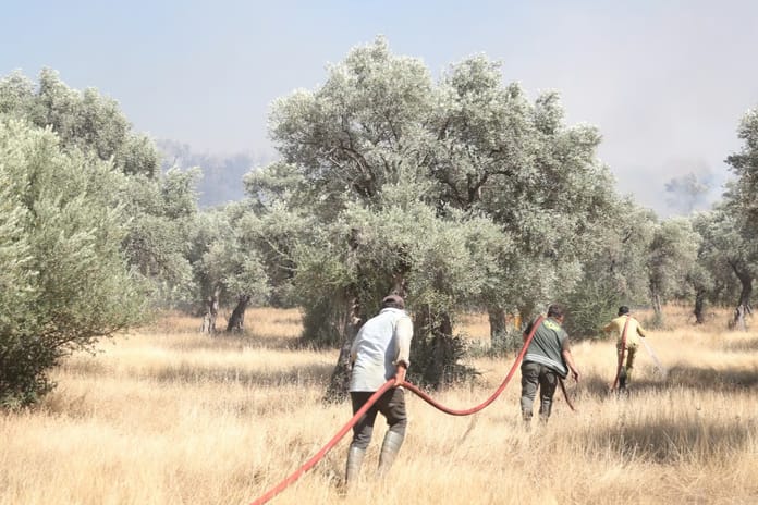 Orman yangınlarıyla mücadelede 39 bin kişilik gönüllü ordusu