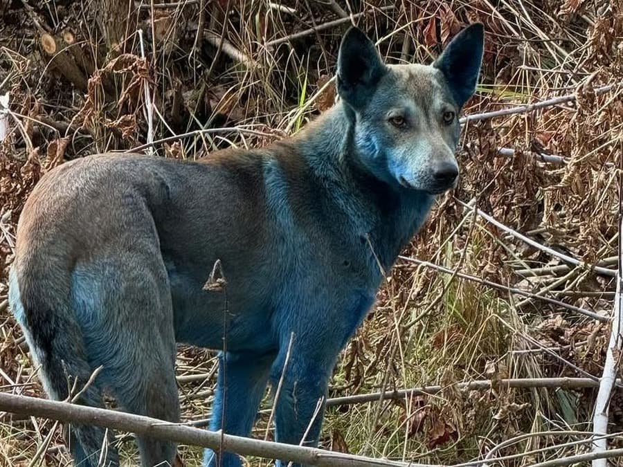 Çernobil'de köpeklerin rengi maviye döndü