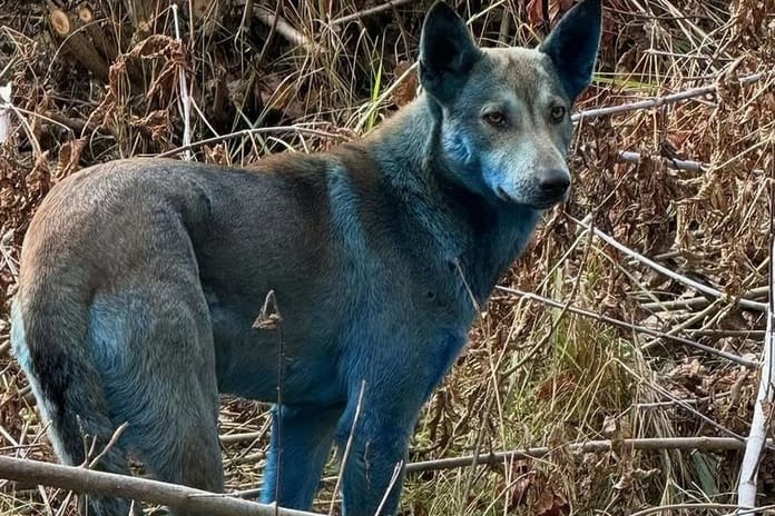 Çernobil'de köpeklerin kürkü maviye döndü