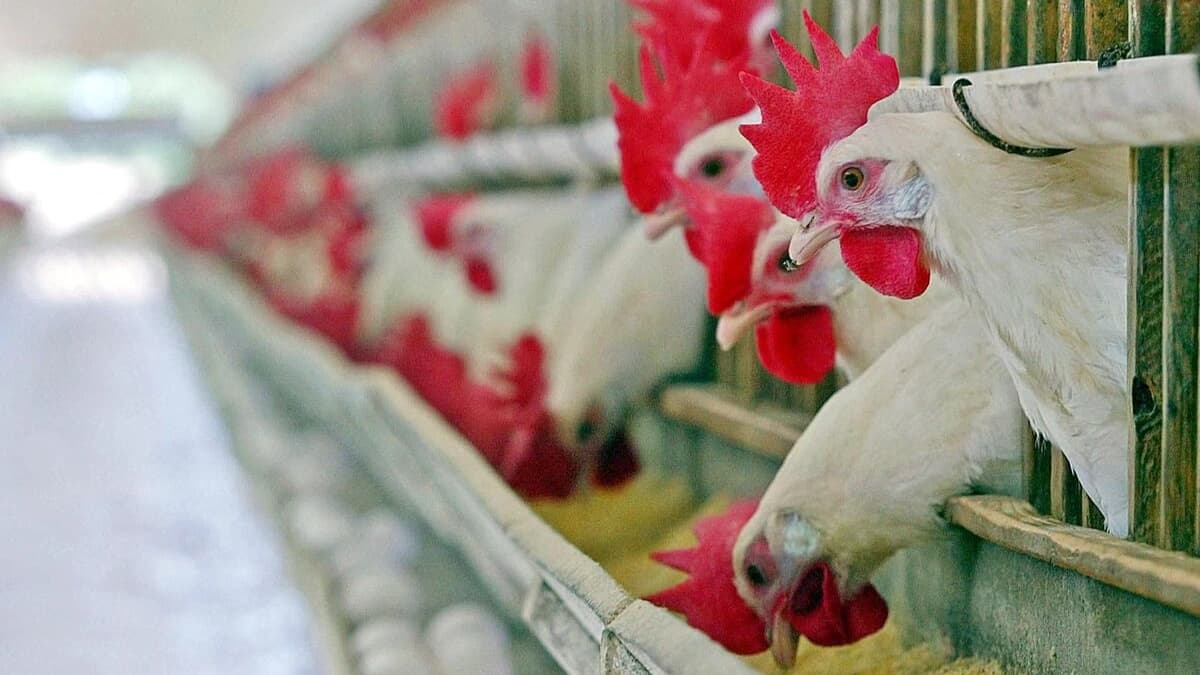 AB, Brezilya’dan tavuk, et, yumurta ve bal ithalatını askıya alıyor