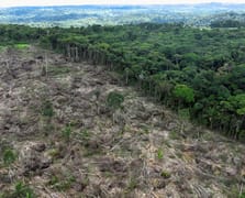Amazon yağmur ormanları kuruma tehlikesiyle karşı karşıya