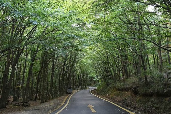 Ülke genelinde 47 ilde ormanlara giriş yasaklandı