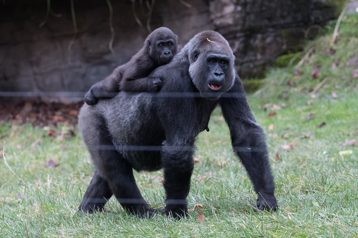 London Zoo’da maymunlara Noel sürprizi
