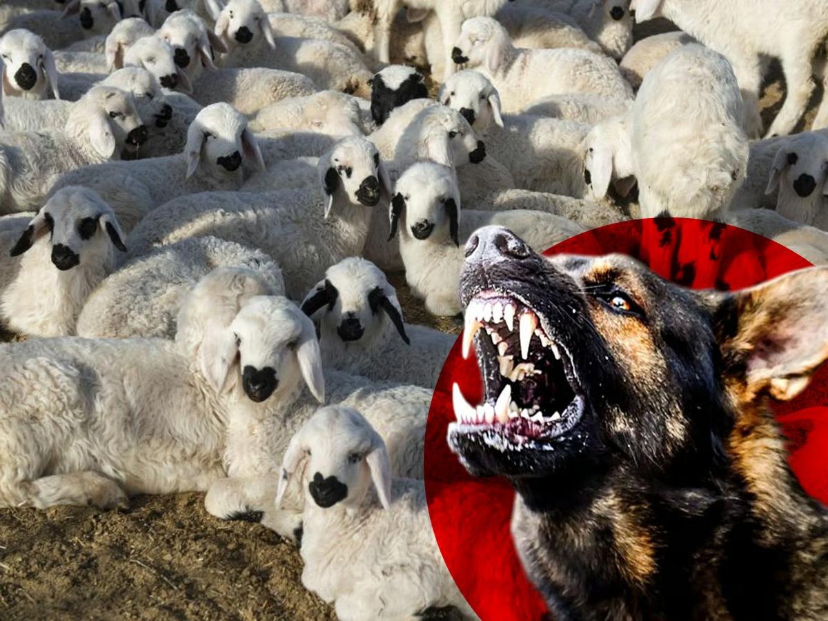 Başıboş köpekler kuzuları telef etti