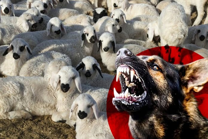 Şanlıurfa'da başıboş köpekler 33 kuzuyu telef etti