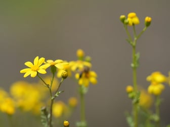 Yurt genelinde sıcaklıklar artıyor