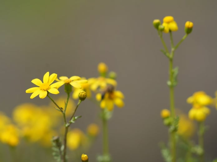 Yurt genelinde sıcaklıklar artıyor