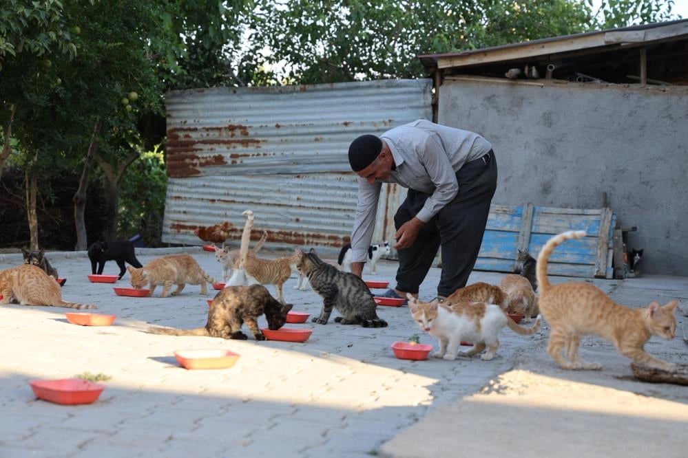  62 yaşında, her akşam 50 kediyi evinin bahçesinde ağırlıyor