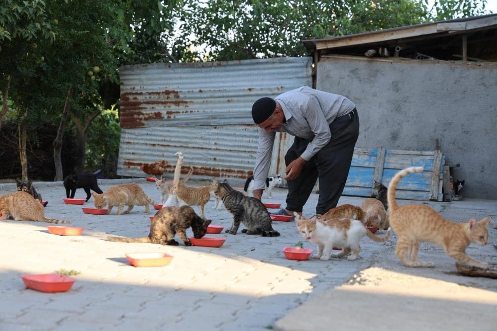  62 yaşında, her akşam 50 kediyi evinin bahçesinde ağırlıyor
