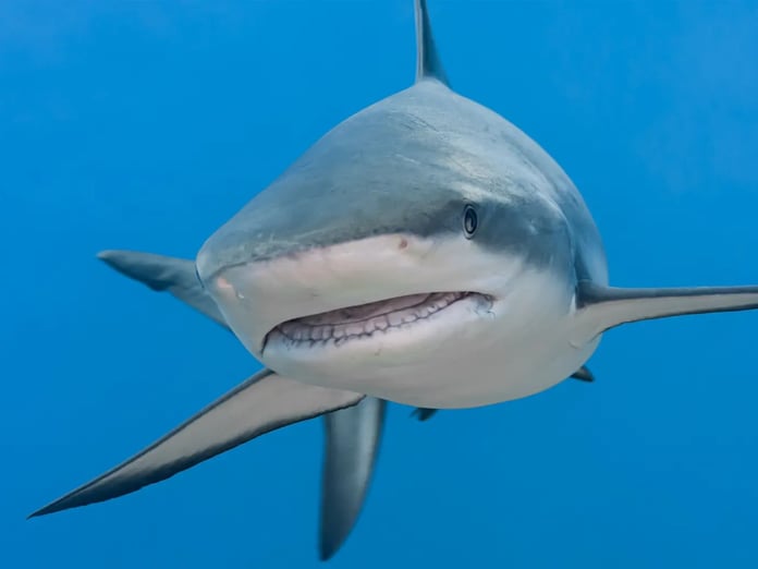 Karayipler’de kokain bağımlısı köpekbalıkları alarmı verildi