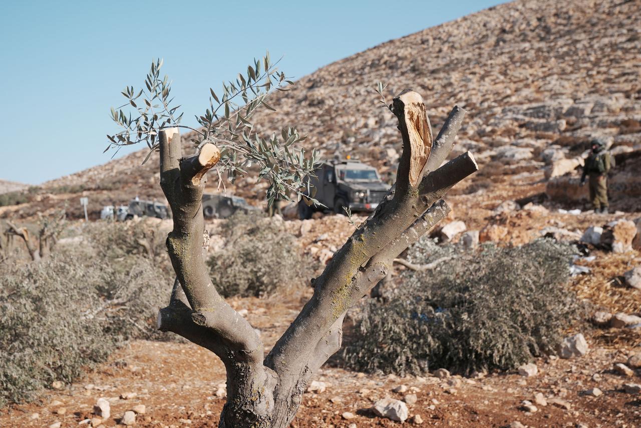 Filistin'in zeytin ağaçları işgale direniyor